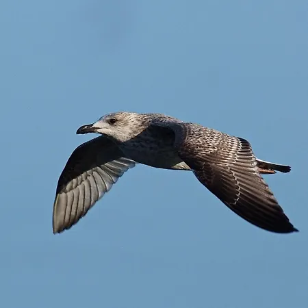 Appartamento Strand-appartement 