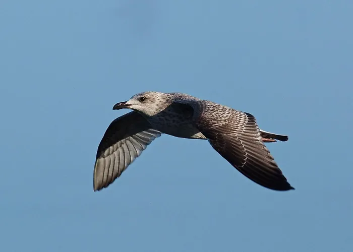 Appartamento Strand-appartement 